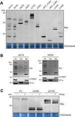 c-Myc Antibody in Western Blot (WB)