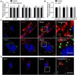 ERp57 Antibody in Immunohistochemistry (IHC)