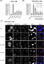 GFP Antibody in Immunocytochemistry (ICC/IF)