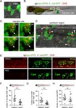 GFP Antibody in Immunocytochemistry (ICC/IF)