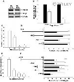 NDRG1 Antibody in Western Blot (WB)