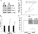 NDRG1 Antibody in Western Blot (WB)