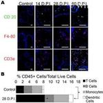 CD45 Antibody in Flow Cytometry (Flow)