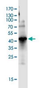TOMM20 Antibody in Western Blot (WB)