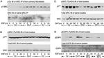 Phospho-SRC (Tyr419) Antibody in Western Blot (WB)