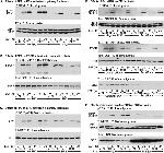Phospho-SRC (Tyr419) Antibody in Western Blot (WB)