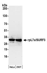 rpL7a/SURF3 Antibody in Western Blot (WB)