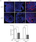 PIWIL1 Antibody in Immunohistochemistry (IHC)