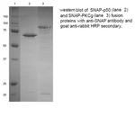 SNAP Tag Polyclonal Antibody