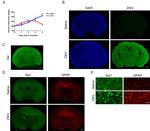 GFAP Antibody in Immunohistochemistry (IHC)