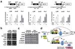LXR alpha Antibody in Western Blot (WB)