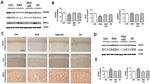 PSD-95 Antibody in Western Blot (WB)
