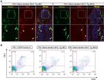 GFP Antibody in Immunohistochemistry (IHC)