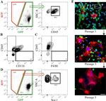 F4/80 Antibody in Flow Cytometry (Flow)