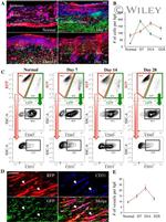 CD45 Antibody in Flow Cytometry (Flow)