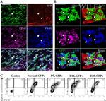 F4/80 Antibody in Flow Cytometry (Flow)