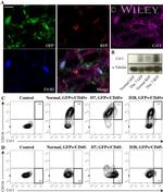 CD45 Antibody in Flow Cytometry (Flow)
