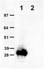 tGFP Antibody in Western Blot (WB)