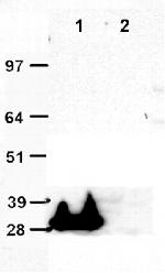 tGFP Antibody in Immunoprecipitation (IP)