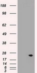 VEGF Antibody in Western Blot (WB)