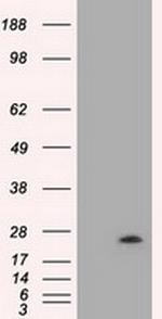 VEGF Antibody in Western Blot (WB)
