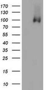 PECAM1 Antibody in Western Blot (WB)