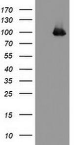 PECAM1 Antibody in Western Blot (WB)