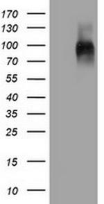 PECAM1 Antibody in Western Blot (WB)