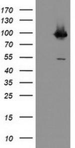 PECAM1 Antibody in Western Blot (WB)