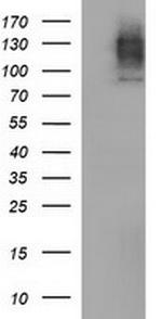 CD44 Antibody in Western Blot (WB)