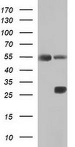 ICAM1 Antibody in Western Blot (WB)