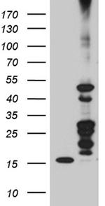 VEGF Antibody in Western Blot (WB)