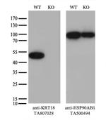 KRT18 Antibody in Western Blot (WB)