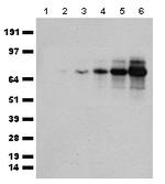 tdTomato Antibody in Western Blot (WB)