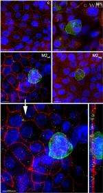 ZO-1 Antibody in Immunocytochemistry (ICC/IF)