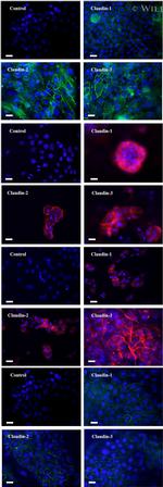 Claudin 1 Antibody in Immunocytochemistry (ICC/IF)