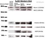 Claudin 1 Antibody in Western Blot (WB)
