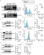 Nrf2 Antibody in Western Blot, Immunoprecipitation (WB, IP)