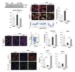CD326 (EpCAM) Antibody in Immunohistochemistry (IHC)