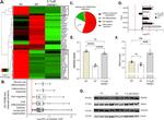 Annexin A6 Antibody in Western Blot (WB)