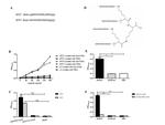 Gram Positive Bacteria LTA Antibody in ELISA (ELISA)