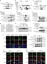 Phospho-EphB1/EphB2 (Tyr594, Tyr604) Antibody in Western Blot (WB)