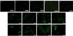 CD31 Antibody in Immunocytochemistry (ICC/IF)