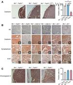 CGRP Antibody in Immunohistochemistry (PFA fixed) (IHC (PFA))