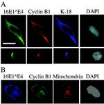 Cyclin B1 Antibody in Immunocytochemistry (ICC/IF)