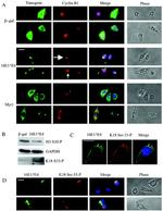 Cyclin B1 Antibody in Immunocytochemistry (ICC/IF)