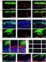 Cyclin B1 Antibody in Immunocytochemistry (ICC/IF)