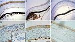 MIF Antibody in Immunohistochemistry (IHC)