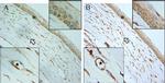 MIF Antibody in Immunohistochemistry (IHC)
