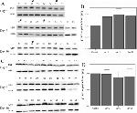 MIF Antibody